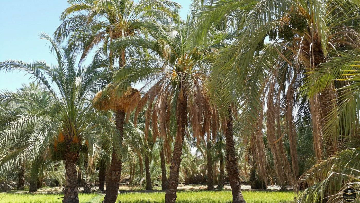داوطلبان هلال‌احمر جانی تازه به نخلستان‌های خشکیده بخشیده ‌اند